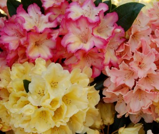 How to Grow Rhododendrons & Azaleas
