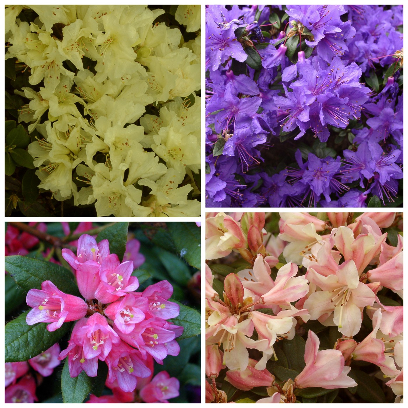 Rhododendron best sellers