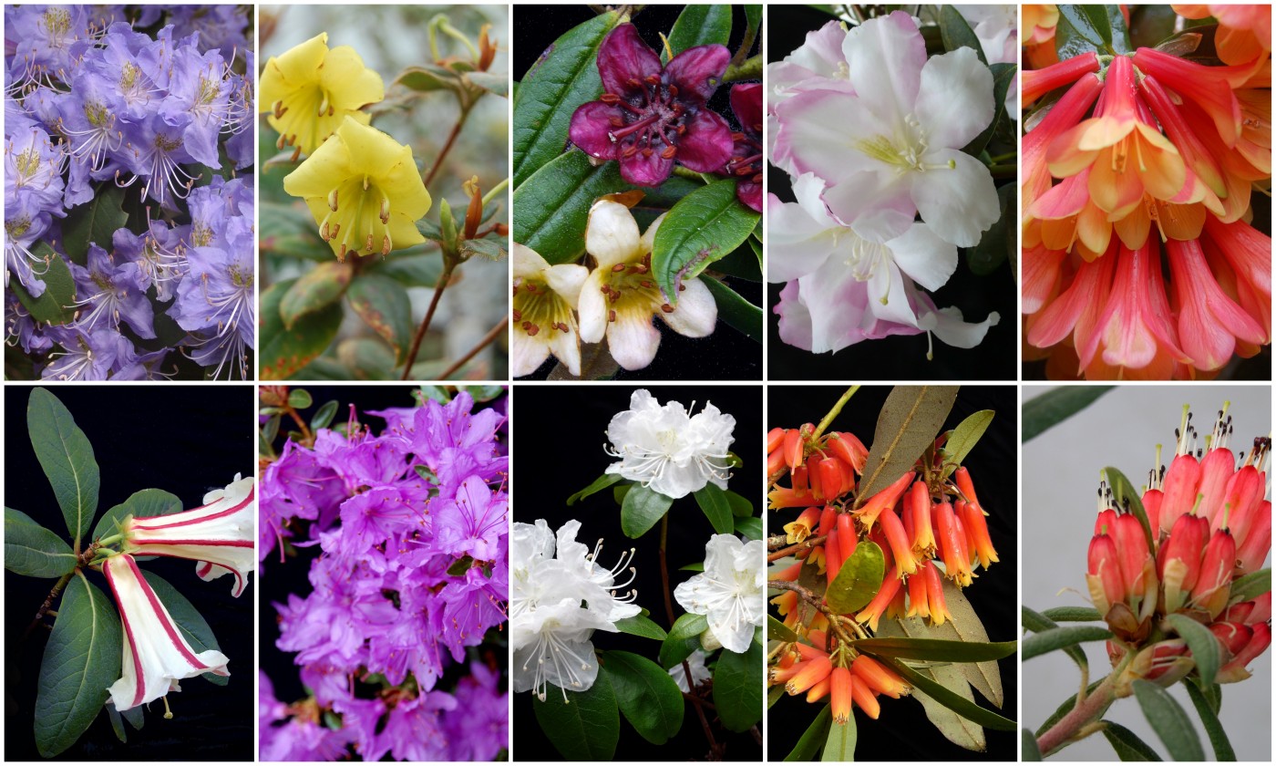 3 Rhododendron Resources