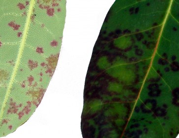 What's wrong with my Rhododendron?