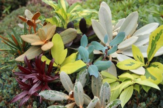 rhododendron foliage