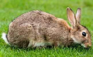 advice sheets rabbit