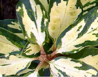 1 Foliage samples