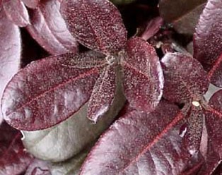 3 Foliage samples