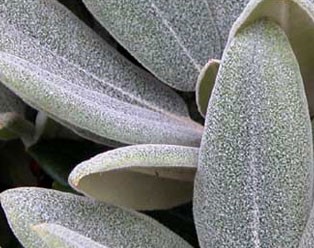 4 Foliage samples