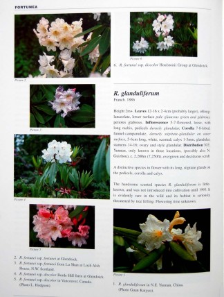 books/ Sample Page R. fortunei & R. glanduliferum: