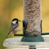 Wild Bird Care feeding and watering garden birds