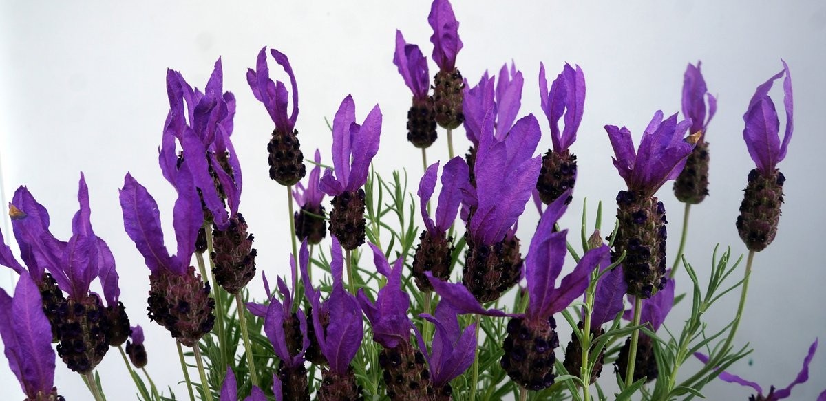 Plants banner Lavender Stoechas
