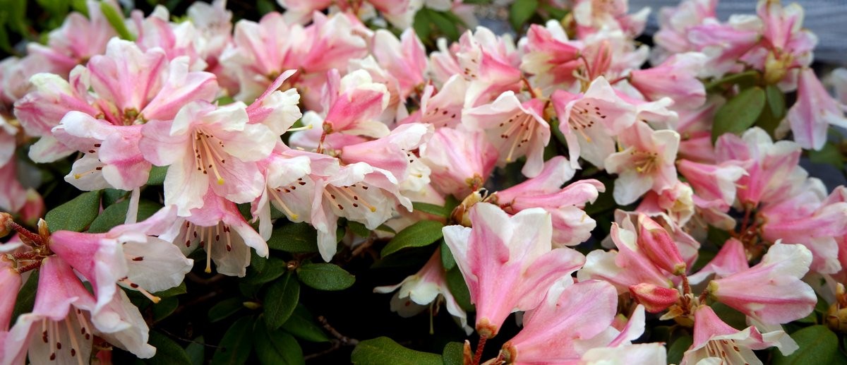 Tree Rhododendron pink