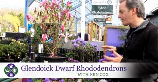 Video Glendoick-Dwarf-Rhododendrons