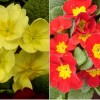 February in the Garden Ken Cox suggests Plants for early colour and jobs to do in the garden this month