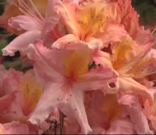 Glendoick Rhododendrons Spectacular Video