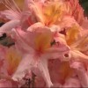 Glendoick Rhododendrons Spectacular Video