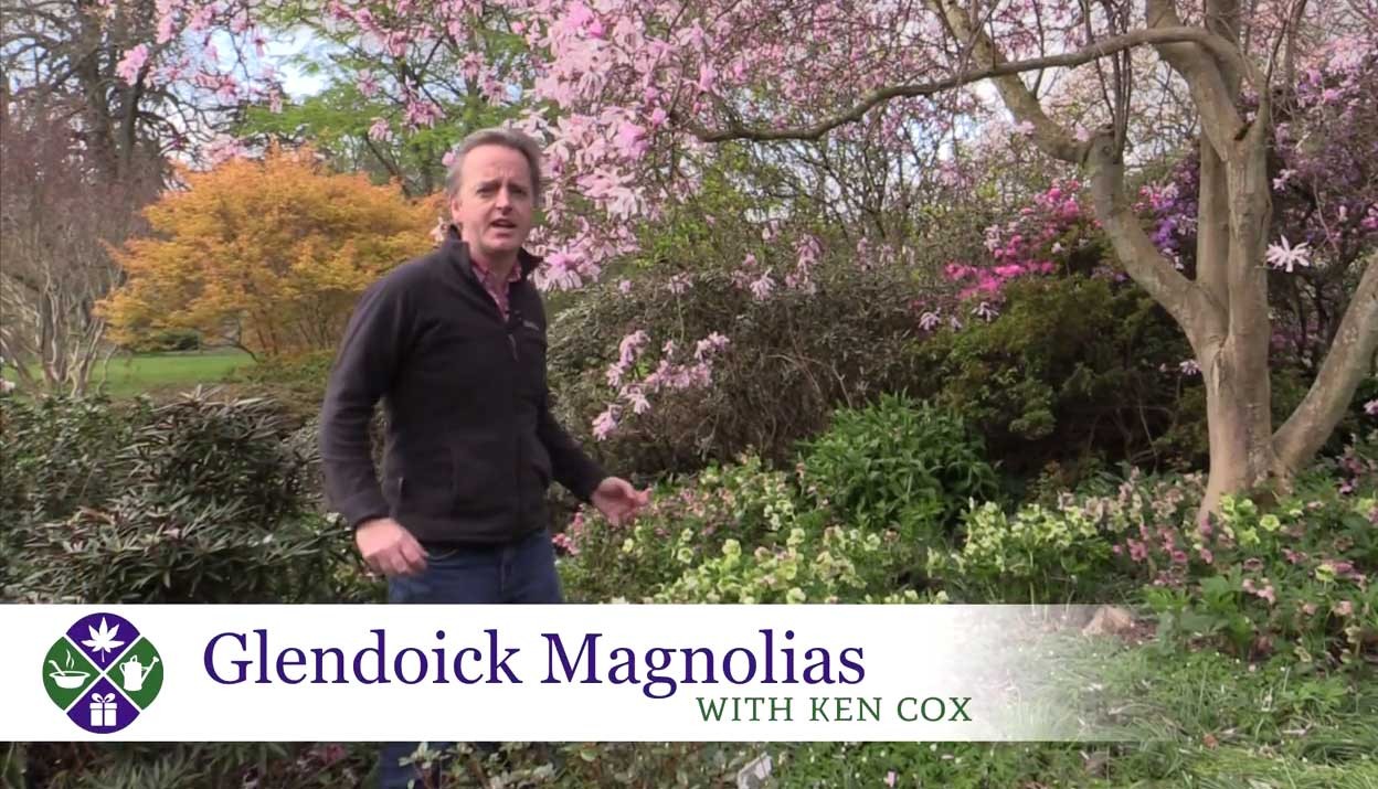 Video magnolias-Video