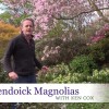 Glendoick Magnolias Video