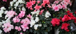 Azaleas (indoor) (1)