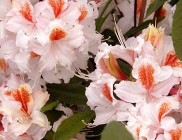 Deciduous Azaleas