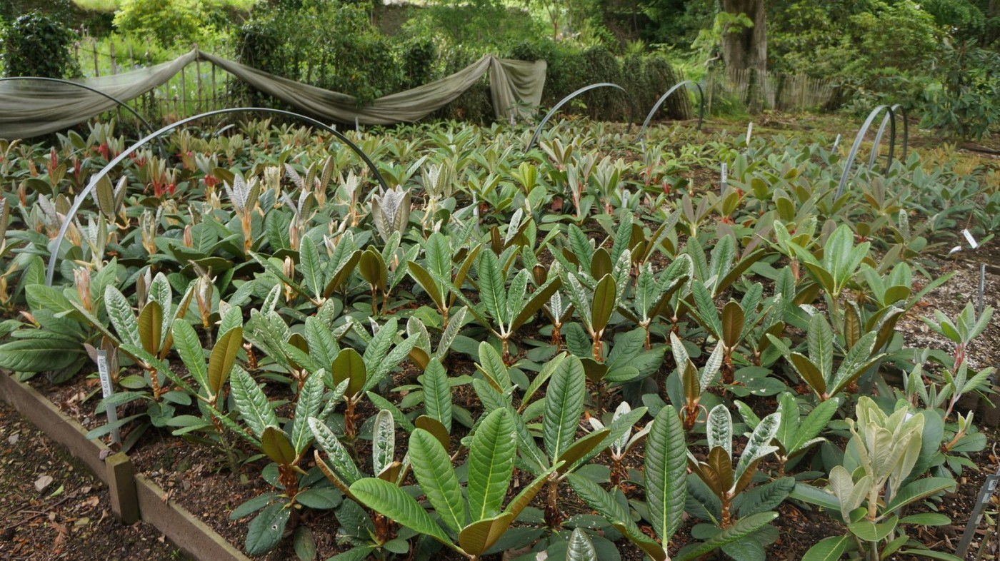 Nursery production Glendoick Nursery beds, large leaved species-001