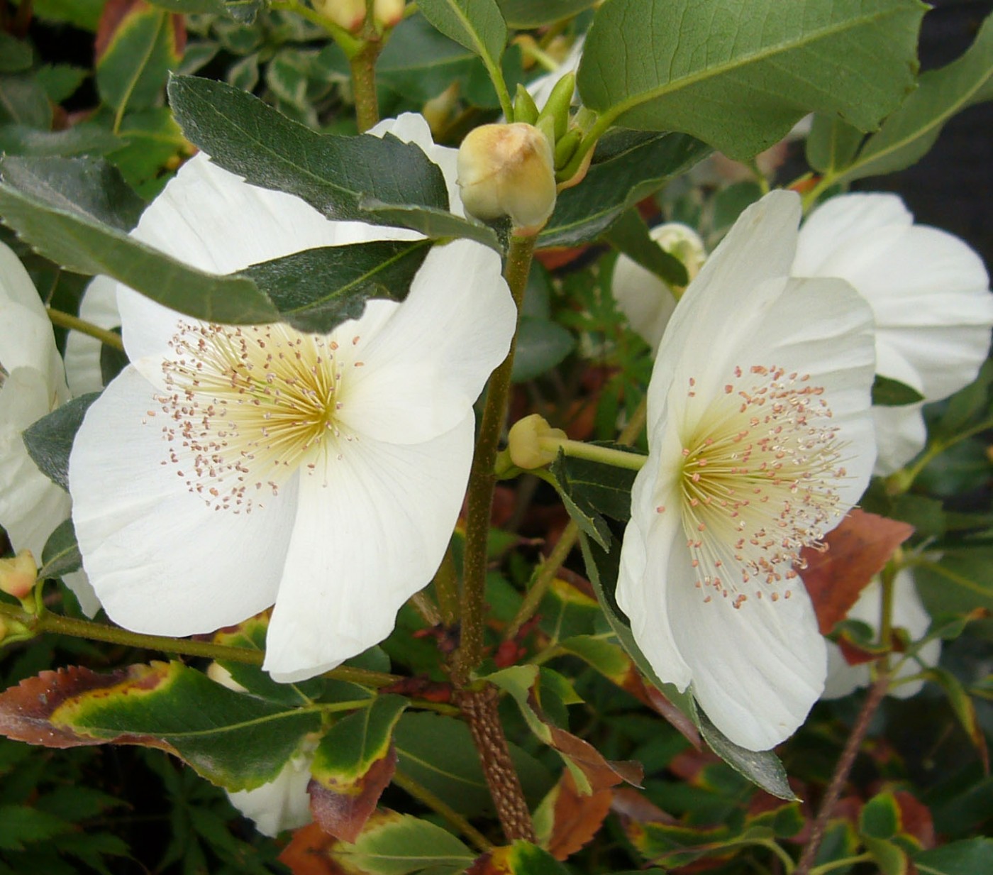 shrubs Eucryphia x nymansay (2)