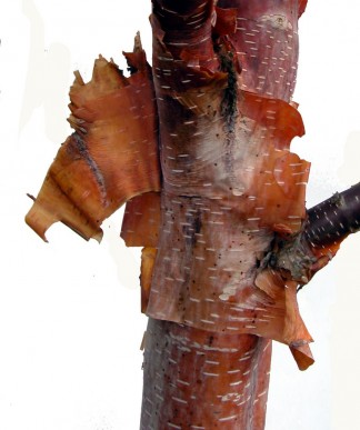Trees Betula utilis bark