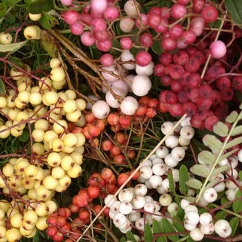 Trees Sorbus berries, various