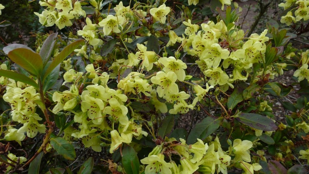 Rhododendron Tanager brachyanthum x viridescens-1
