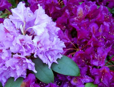 How to choose rhododendrons