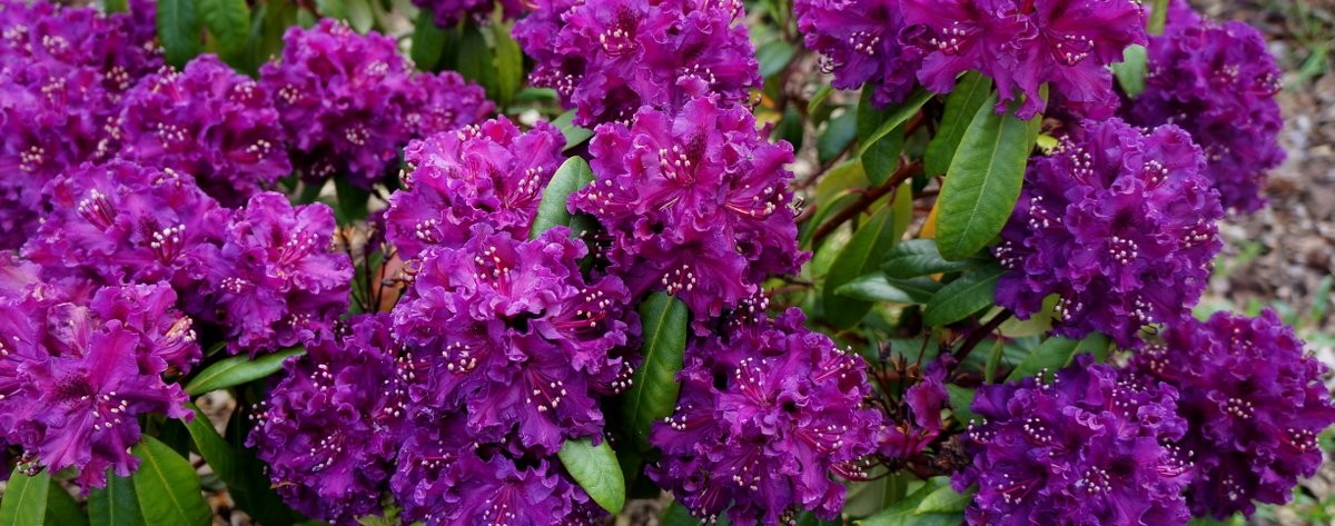 Rhododendron Glendoick Velvet panorama