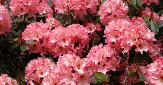 Rhododendron Lem's Cameo