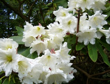 Rhododendron Woodland Hybrids