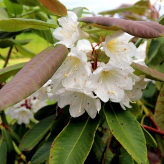 Rhododendron hemsleyanum x auriculatum