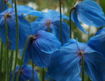 Meconopsis - Himalayan Poppies. Your other national flower!