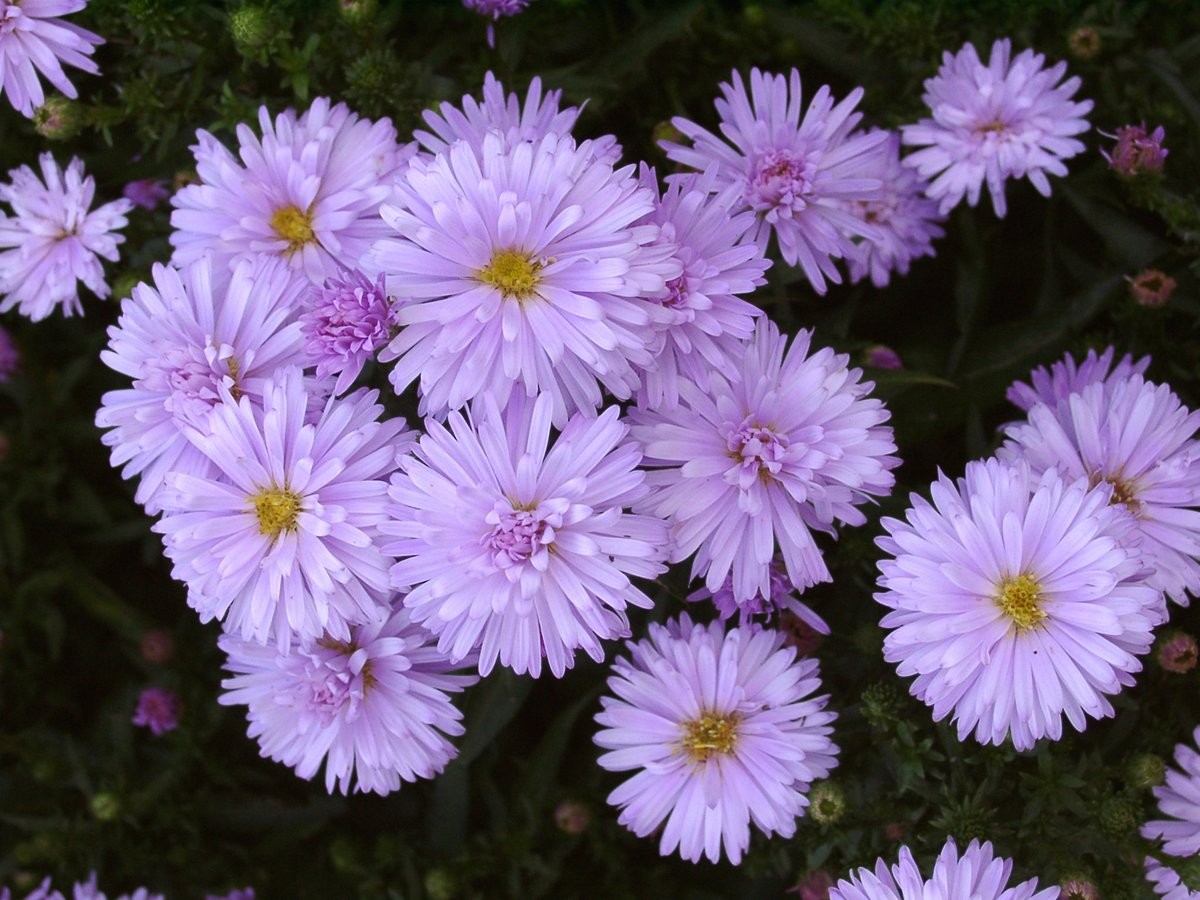 Perennial Aster Norman's Jubilee (VG)