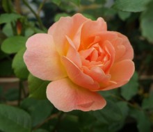 Roses, Glendoick Garden Centre