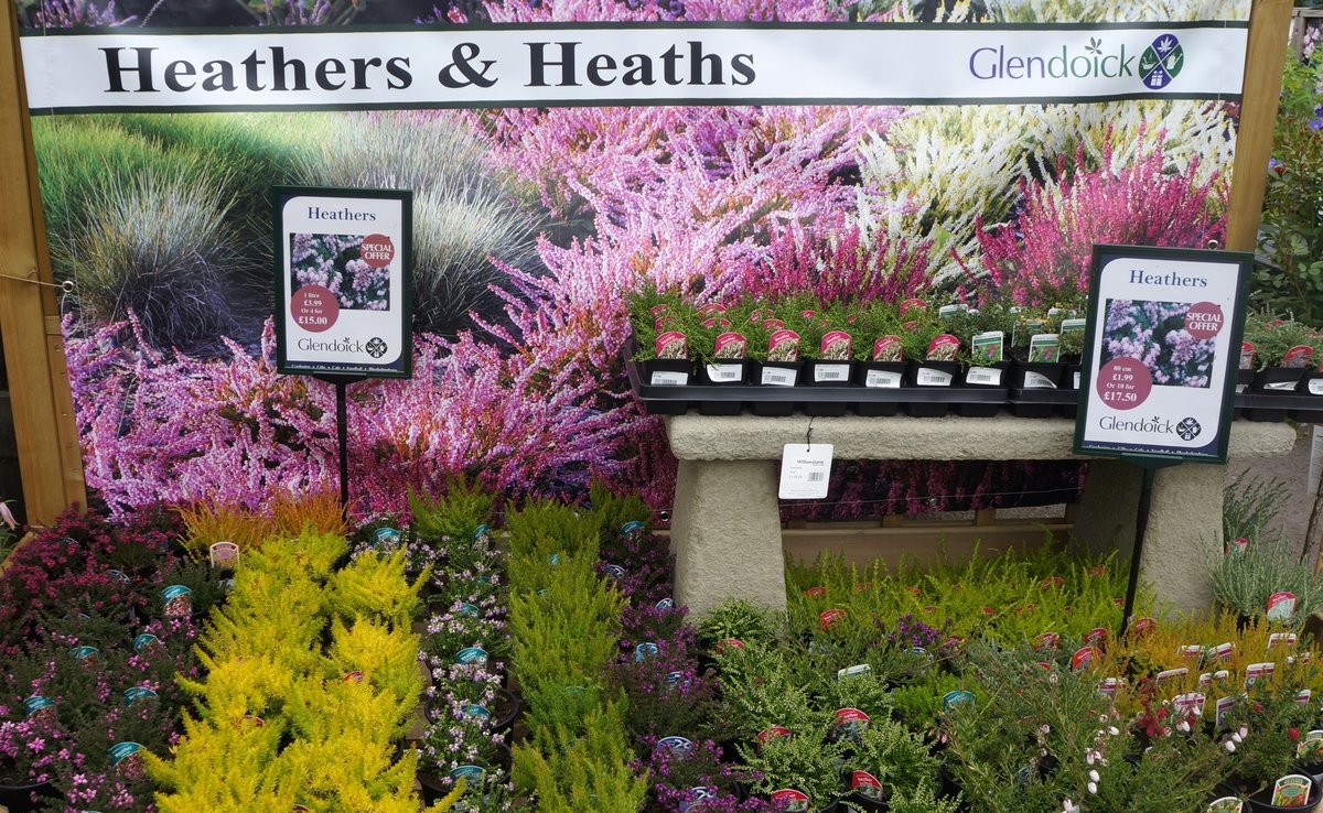 heathers and Banner Plant area under cover displays June 2015 (6)