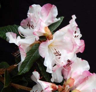 Rhododendron Maddenia &amp; Related Species and Hybrids