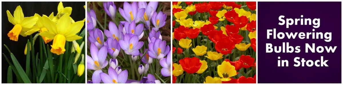 banner old Spring flowering bulbs now in stock