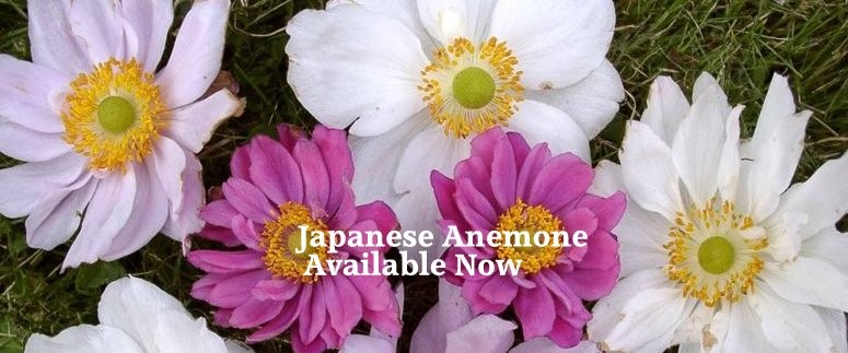 perennial Anemone x hybrida