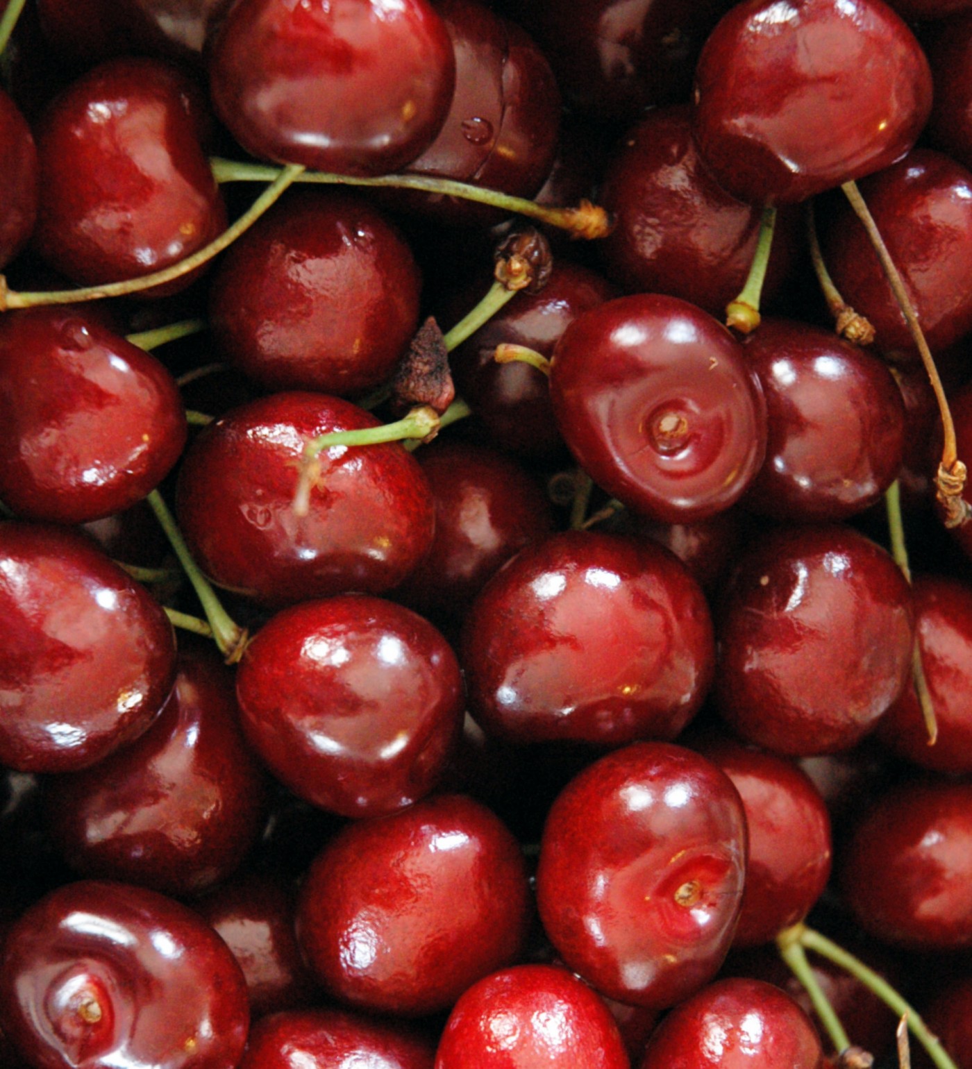 Fruit 2.5C Cherry 'Lapins'
