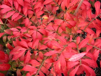 Autumn Colour Euonymus alatus Autumn colour (2)