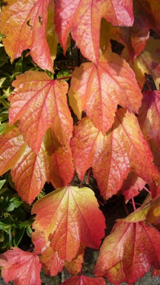 Autumn Colour Partenocissus tricuspidata Autumn colour (1)