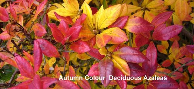 Autumn Colour Sparkler, autumn colour (3)