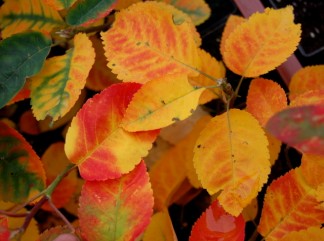 Autumn Colour T3 Fruit Saskatoon autumn colour