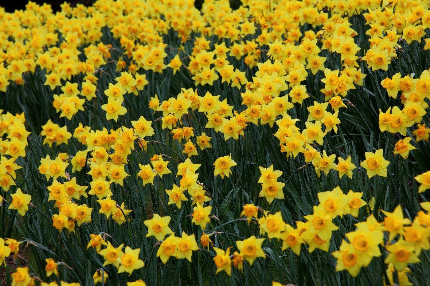 bulbs Daffodil field