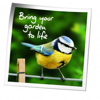 Birds Blue Tit 'Bring your Garden to Life'