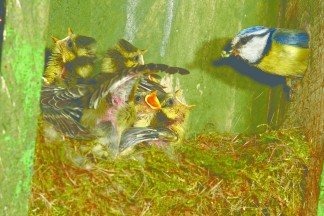 Birds Baby birds_nest box week_parent feeding_shutterstock_IS
