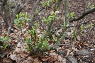 Cultivation dwarf rhododendron regeneration from hard pruning RBGE-3