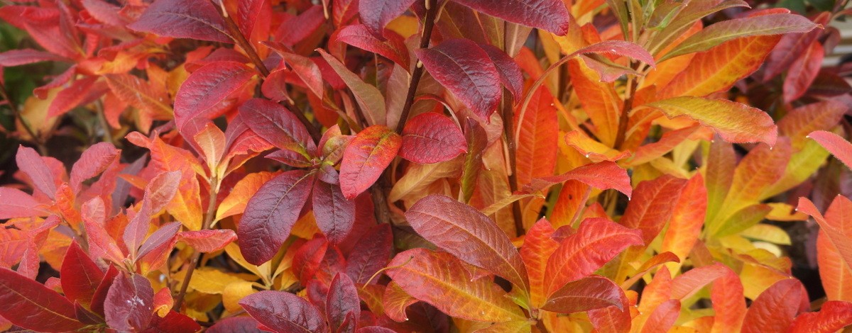 Autumn luteum Autumn colour (8)