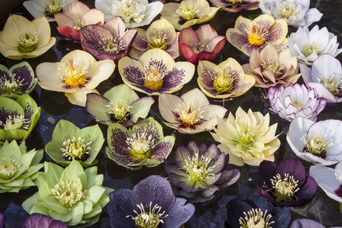 Helleboure Hellebores mass of colours low res shutterstock_169767968