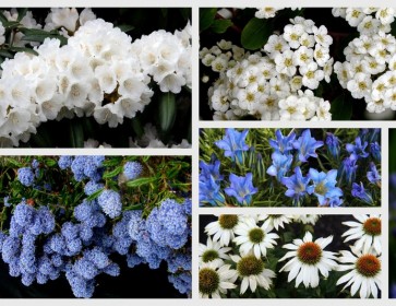 Blue and White Garden